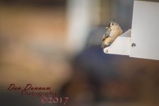 Feb Birds-0729.jpg