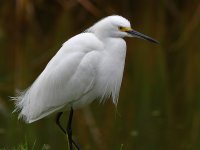 Egret.jpg