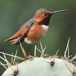 Hummer10.jpg