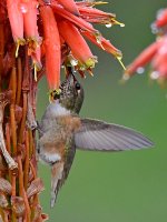 Hummer2.jpg