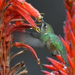 Hummer3.jpg