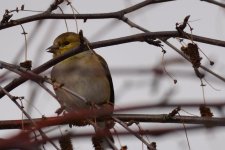 finch2.jpg