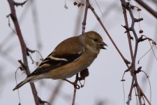 finch1.jpg