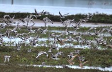 ROY_1263.JPG