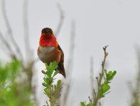 ROY_1435.JPG