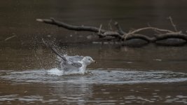 _DSC8356-Edit.jpg