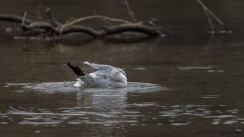 _DSC8349-Edit.jpg