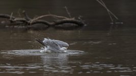 _DSC8350-Edit.jpg