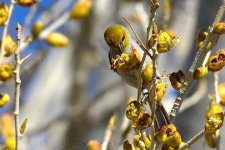 2-11-17-cr_DSC_4780.jpg