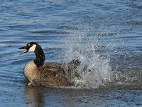 Goose4.jpg