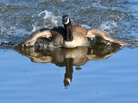 Goose2.jpg
