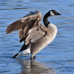 Goose6.jpg