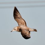 Gull2.jpg