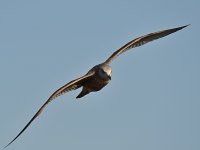 Gull4.jpg