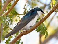 Swallow.jpg