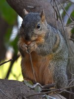 Squirrel.jpg
