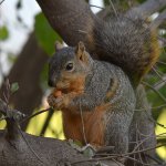 Squirrel3.jpg