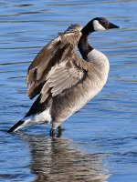 Goose7.jpg