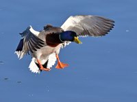 Mallard.jpg