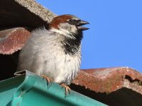 Sparrow2.jpg