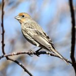 HouseFinch-232.jpg