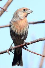 HouseFinch-230.jpg