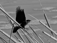 BlackbirdBW.jpg