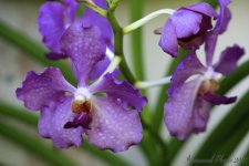 DSC_4263.jpg
