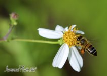 DSC_4323.jpg