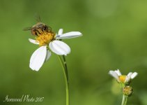 DSC_4352.jpg