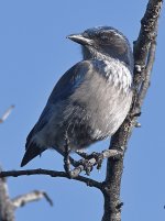 ScrubJay.jpg