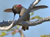Hummer6.jpg