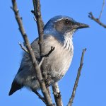 ScrubJay3.jpg