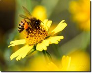 bee-load-9-15-15-cr.jpg
