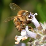 Bee.jpg