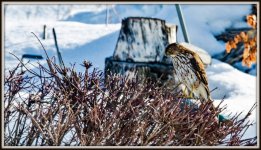 1-DSC_2887-Edit.jpg
