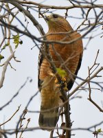 Hawk.jpg