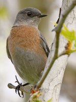 Bluebird2.jpg