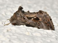 Moth.jpg