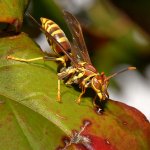 Wasp3.jpg