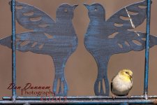 February Birds 20170213-0862.jpg