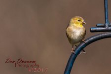 February Birds 20170213-0876.jpg