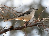 Mockingbird.jpg