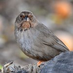 Towhee2.jpg