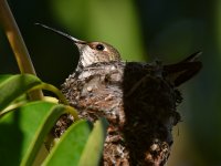 Hummer2.jpg
