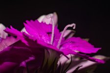 DSC_2690-4.jpg