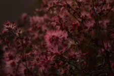 2-15-17-cr_DSC_4822.jpg