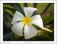 17mm-school-blossom-1.jpg