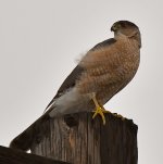 CoopersHawk2.jpg