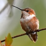 Hummer4.jpg